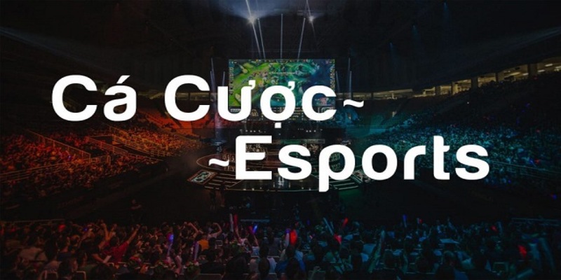 Giao diện và trải nghiệm người dùng Esports D9Bet